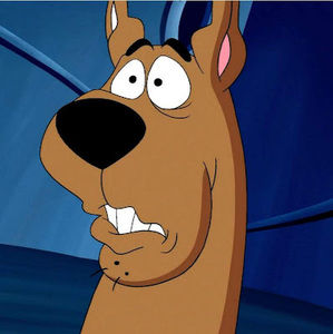 Meet your Posher, Shelby